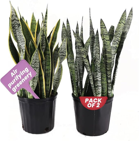 American Plant Exchange Live Sansevieria Trifasciata Laurentii Plant and Sansevieria Trifasciata Zeylanica Plant, Sansevieria Plant Bundle, Plant Pots for Home and Garden Decor, 10" Pot, Pack of 2