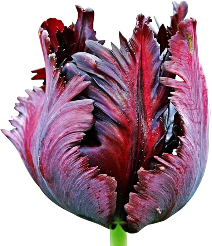 Black Parrot Tulip – 5 Bulbs – Dramatic Dark Purple-Black Blooms – Unique Fringed Petals – Large Flowering Perennial Tulips for Spring Gardens – Easy to Grow & Hardy