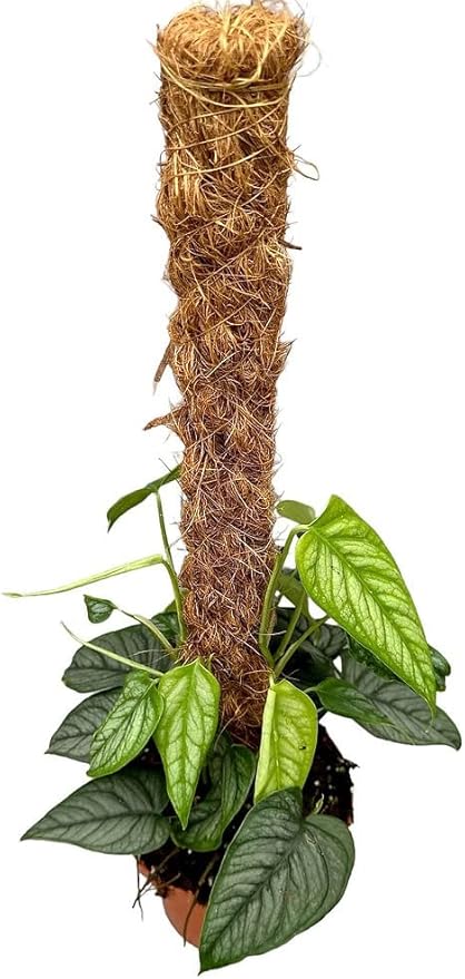 Monstera Siltepecana Matuda Potting Mix - Retains Moisture and Enhances Root Growth - 5 Quart