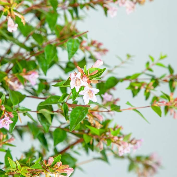PERFECT PLANTS Edward Goucher Abelia Live Plant, 1 Gallon, Includes Care Guide