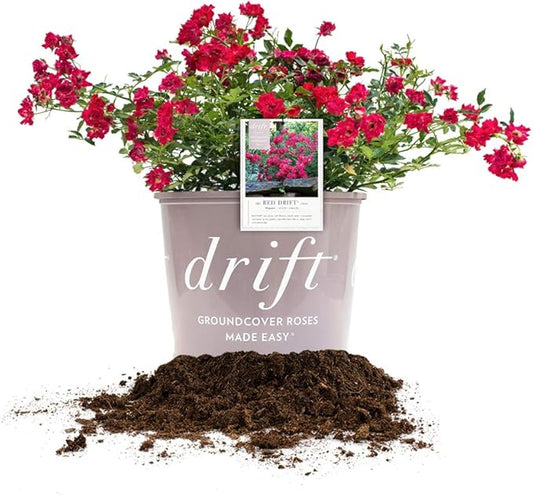 PERFECT PLANTS Red Drift Rose Live Plant, 1 Gallon, Dark Green