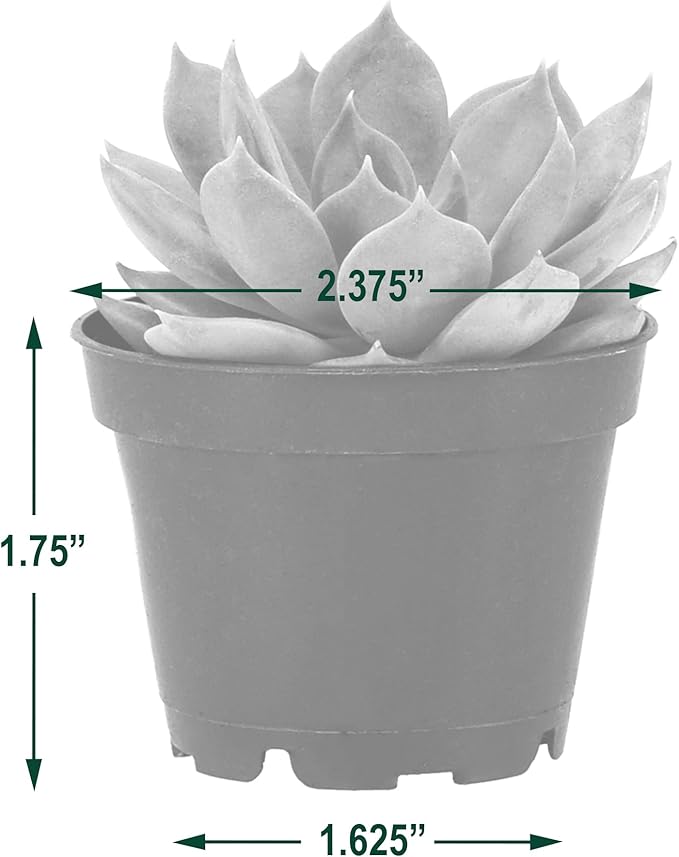 Arcadia Garden Products Live Assorted Mini Succulents in 2 in. Grower Pot, 28-Pack, Green (LV67) ***Cannot Ship to Hawaii***