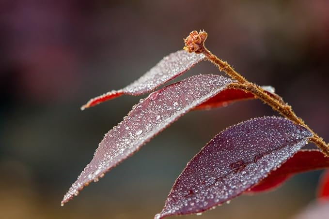 Zhuzhou LOROPETALUM - Size: 3 Gallon, Live Plant, Includes Special Blend Fertilizer & Planting Guide