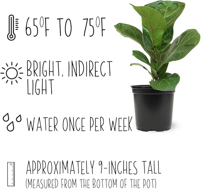 Plants for Pets Ficus Lyrata Fiddle Leaf Fig Plant, House Plants Indoors Live Ficus Tree Live Plant, Fig Trees Live Plants Indoor Plants Live Houseplants Fig Plants Live in Planter Pot in Soil Mix