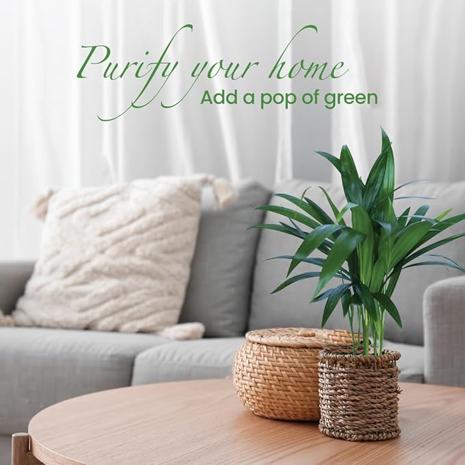 American Plant Exchange Areca Palm 3 Pack Live Plant, 4" Pots, Top Indoor Air Purifiers