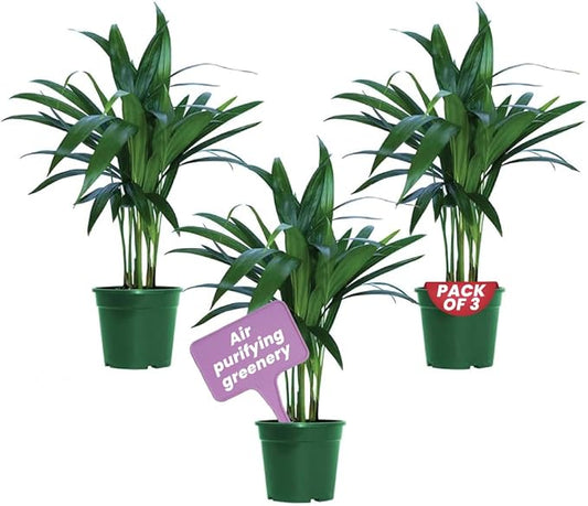 American Plant Exchange Areca Palm 3 Pack Live Plant, 4" Pots, Top Indoor Air Purifiers