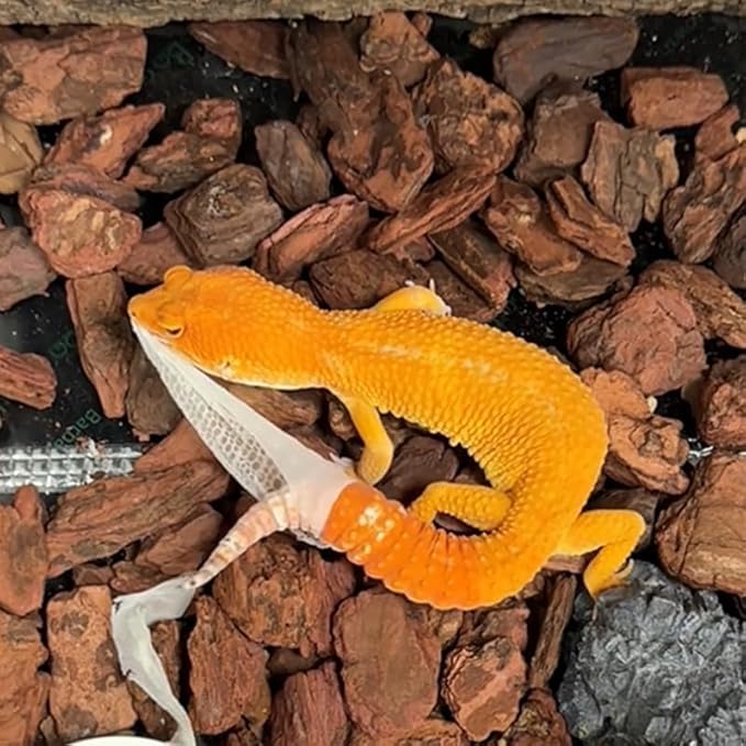 AVALUTION Orchid Potting Bark-29QT Organic Orchid Bark for Plants, All Natural Pine Bark Wood Chips for Houseplant Mulch, Orchid Plants Root Development, Mulch for Potted Plants