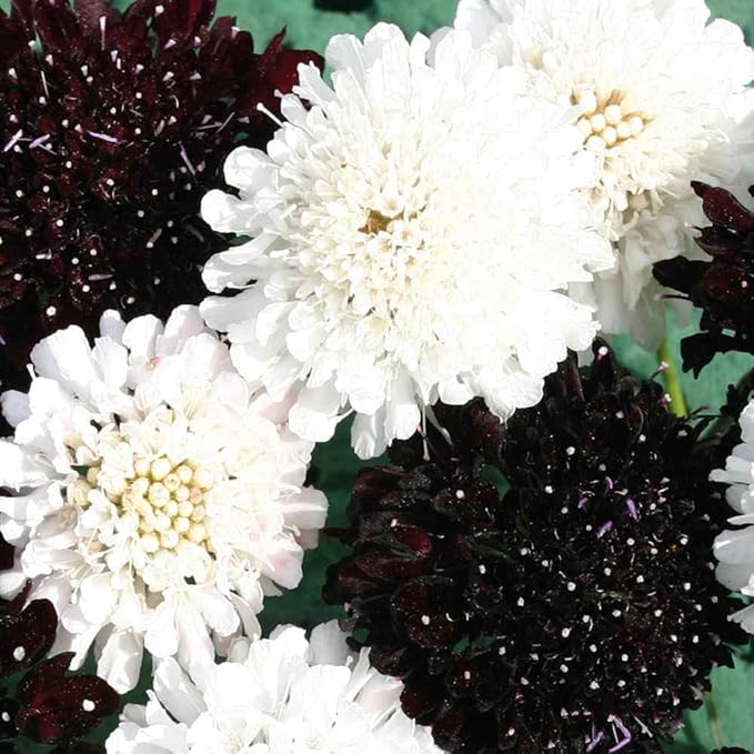 Outsidepride 100 Seeds Perennial Night & Day Scabiosa Pincushion Flower Seed Mix for Planting