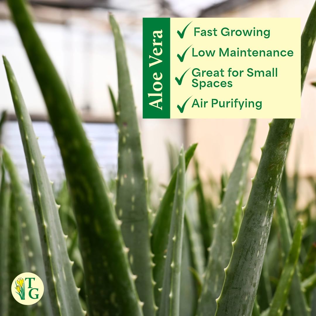 Thorsen's Greenhouse Aloe Vera, Live Indoor Plant, Aloe barbadensis, Easy to Grow, Succulent, Natural Air Purifier, 4" Diameter Pot (Terra Cotta)