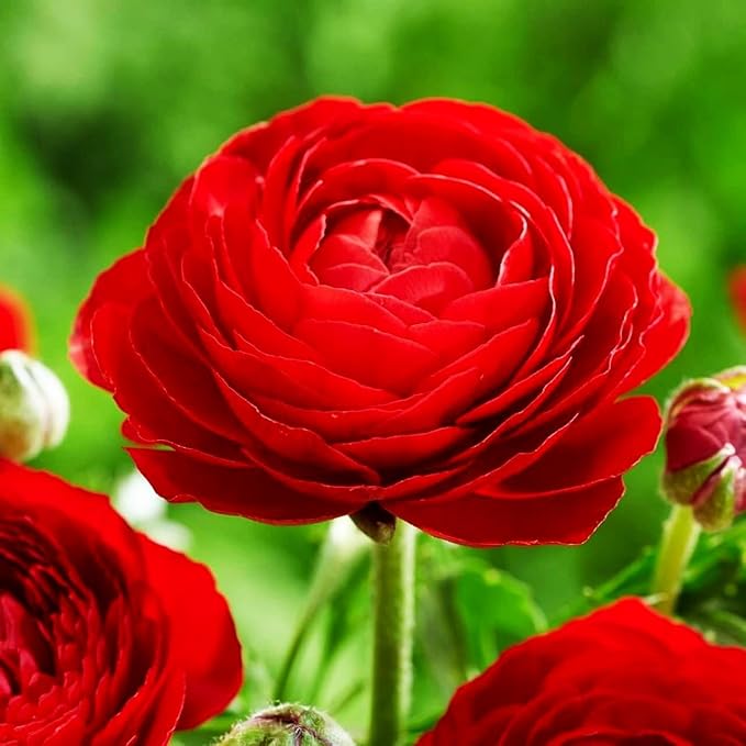 Mixed Peony Ranunculus Bulbs- Persian Buttercup -10 Corms Bulbs Flowering Blooms Perennial Bulbous Root Garden Plant (Red)