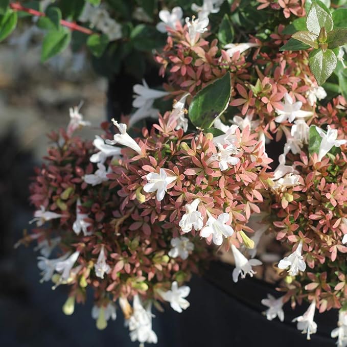 PERFECT PLANTS Edward Goucher Abelia Live Plant, 1 Gallon, Includes Care Guide