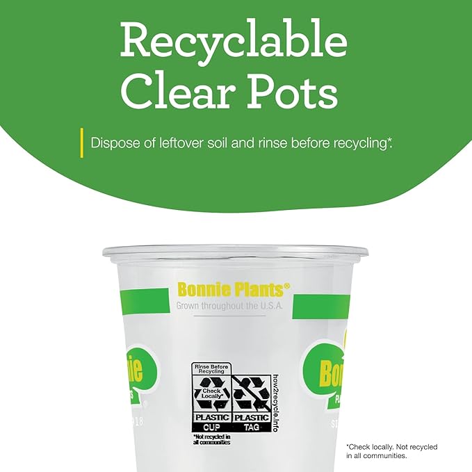 Bonnie PLANTS Habanero Pepper - 4 Pack Live Plants, 1 - 2" Fruits, 24 - 36" Tall Plants, Great for Sauces & Basting,Orange