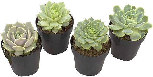 Altman Plants, Echeveria Succulents Live Plants (4 Pack), Live Succulents Plants Live Houseplants, Live Indoor Plants Succulent Plants, Succulent Plant House Plants Indoors Live Succulent Party Favors