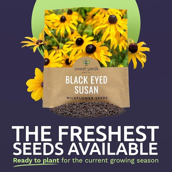 Black Eyed Susan Seeds – Extra Large Packet – Over 100,000 Open Pollinated Non-GMO Wildflower Seeds – Rudbeckia hirta