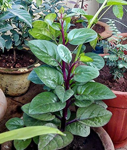 30 Malabar Red Stem Spinach Seeds Herb Heirloom Non-GMO Phooi Leaf, Red Vine, Alugbati, Vietnamese, from USA