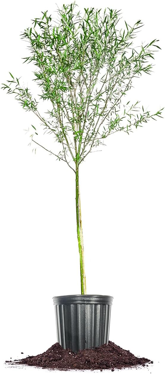 Weeping Willow - Size: 4-5 ft, Live Plant, Includes Special Blend Plant Food & Planting Guide