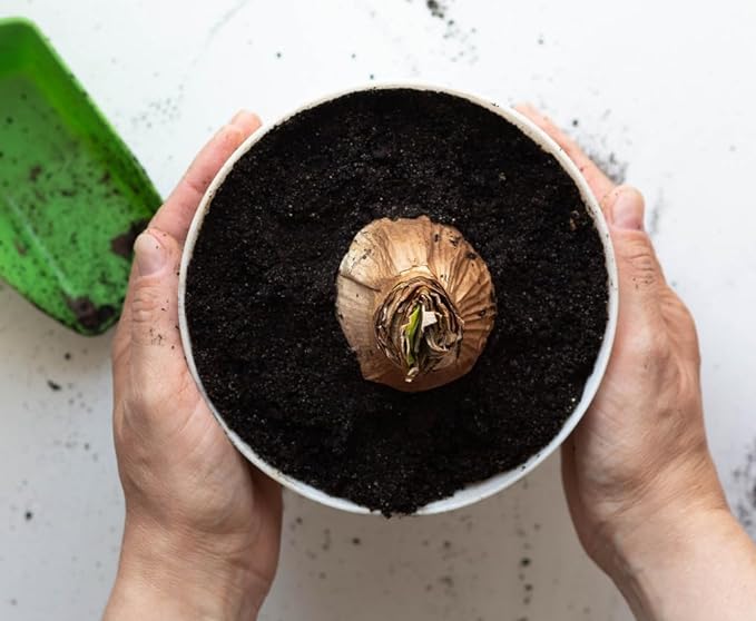 Double Dream Amaryllis - Bare Root Bulb - 28-30 cm - Double Pink Amaryllis