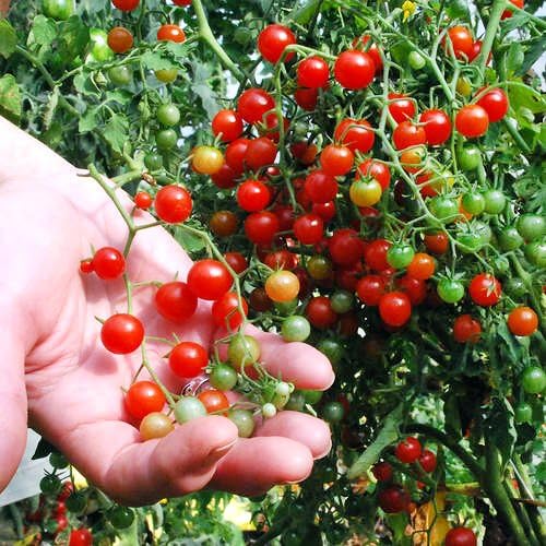 30 Sweet Pea Currant Tomato Seeds, Heirloom Non-GMO, Extra Sweet and Heavy-Yielding, Low Acid, Indeterminate, Open-Pollinated, Long Season, Super Delicious, from USA Lycopersicon esculentum