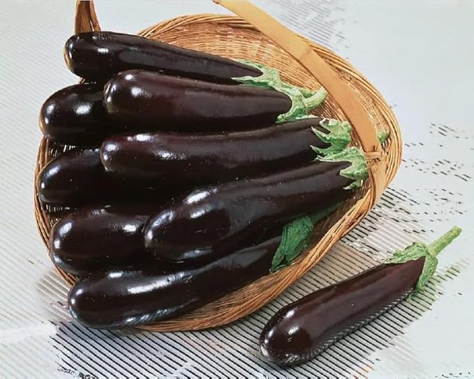 Seeds Eggplant Long Pop - Heirloom Vegetable - GMO Free