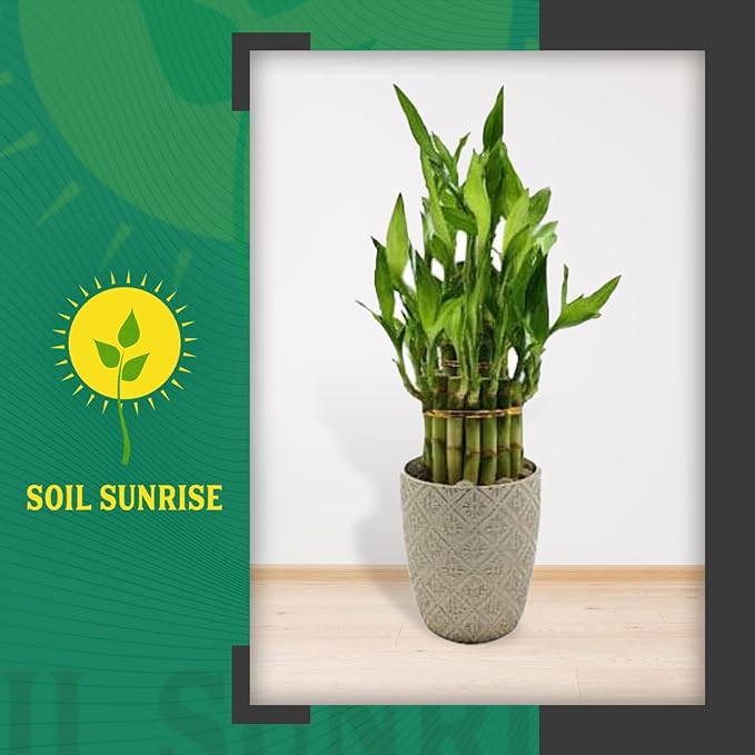 Lucky Bamboo Plant Potting Mix (2 Quarts), Custom Soil Mix for Repotting