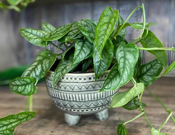 Monstera Siltepecana Matuda Planting Mix - Promotes Steady Growth and Healthy Leaves - 10 Quart (2 Bags of 5 Quart)