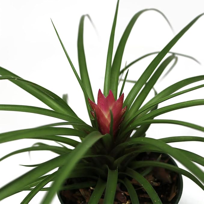 American Plant Exchange Tillandsia Cyanea Pink Exotic Live Air Plant, 4" Pot, Easy Care Pet Safe Houseplant