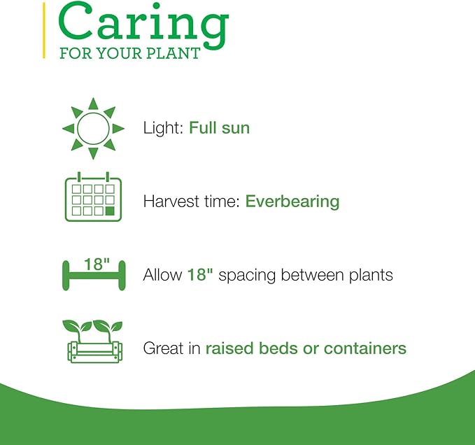 Bonnie Plants Strawberry, Live Plant, 19.3 oz. (4-Pack)