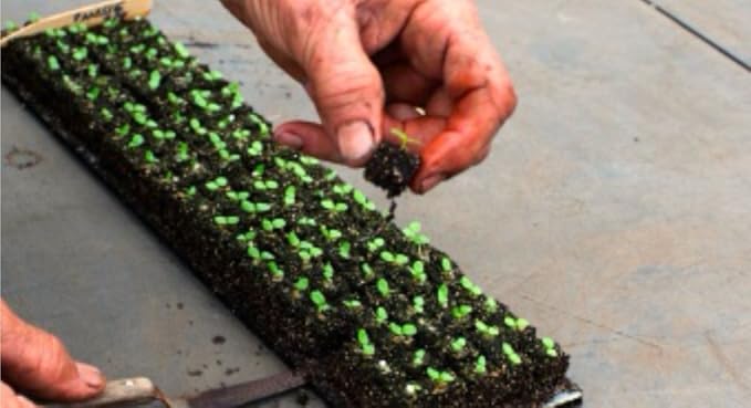 Ladbrooke Genuine Soil Block Maker - 2-Pc Set Includes Micro 20 with Cubic Inserts, Made in England