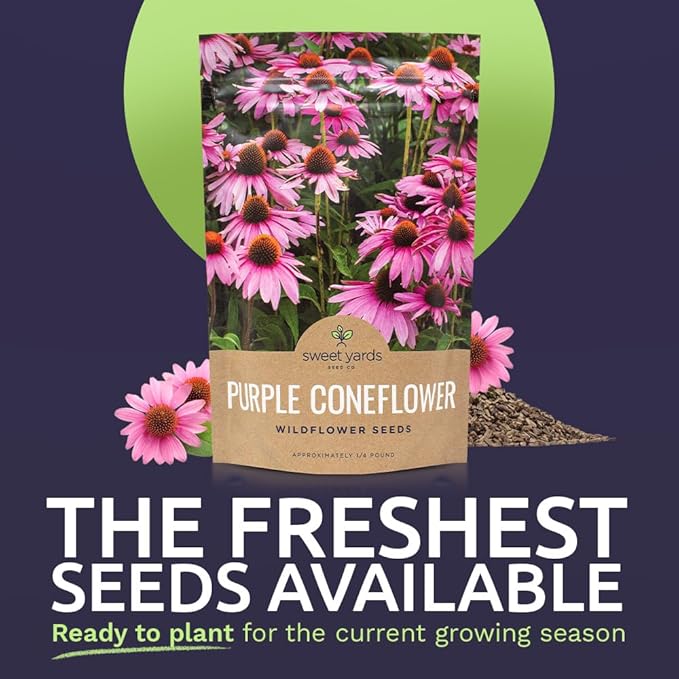Purple Coneflower Seeds – Bulk Quarter Pound Packet – Over 12,000 Open Pollinated Non-GMO Wildflower Seeds – Echinacea purpurea