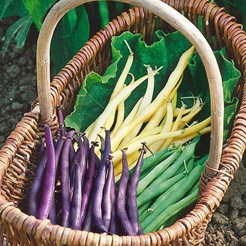 Park Seed Bean Seeds Harvest and Grow Your Own Spring Garden Vegetables, Mardi Gras Blend, Pack of 200
