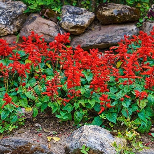 Outsidepride Salvia Coccinea Scarlet Sage Seeds for Planting - 5000 Pcs Perennial, Heat-Tolerant Wildflower Seeds w/Red Blooms, Attracts Hummingbirds & Butterflies for Pollinator-Friendly Gardens