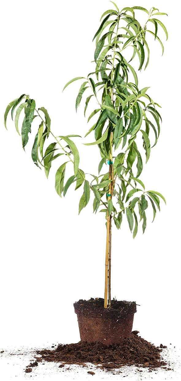 PERFECT PLANTS Snowbrite White Peach Tree 4-5ft. Tall | Full Crops with Only One Tree | Vibrant Pink Blossoms in Spring