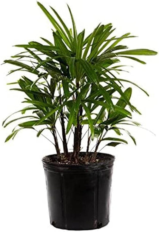 American Plant Exchange Lady Palm Live Plant, Plant Pot for Home and Garden Decor, 10’’ Plant Pot