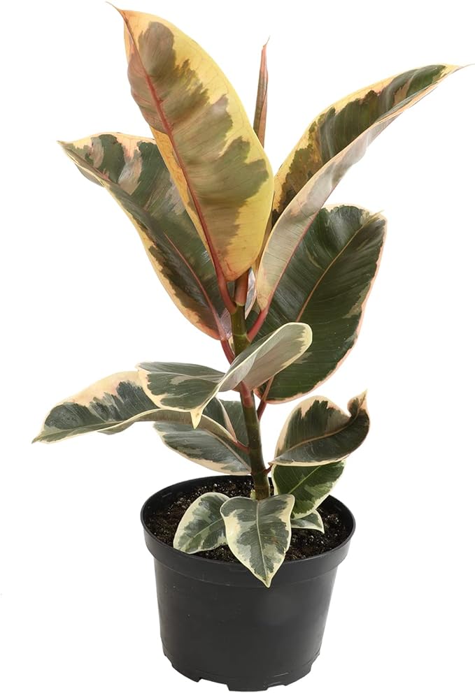 6" Ficus Tineke, Variegated Rubber Plant, Real Ficus Tree, Indoor Garden Greenhouse Plant Room Decor Office Plants Live Real Plants Indoor Live Plants Indoor Plants Live Houseplants by Plants for Pets