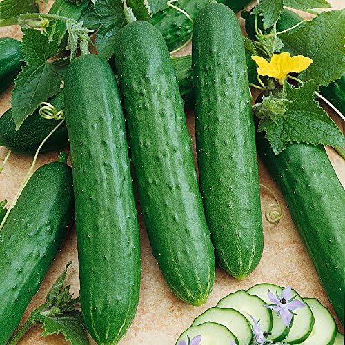 Park Seed Saladmore Bush Hybrid Cucumber Seeds, Delicious Patio Cukes, Pack of 30 Seeds