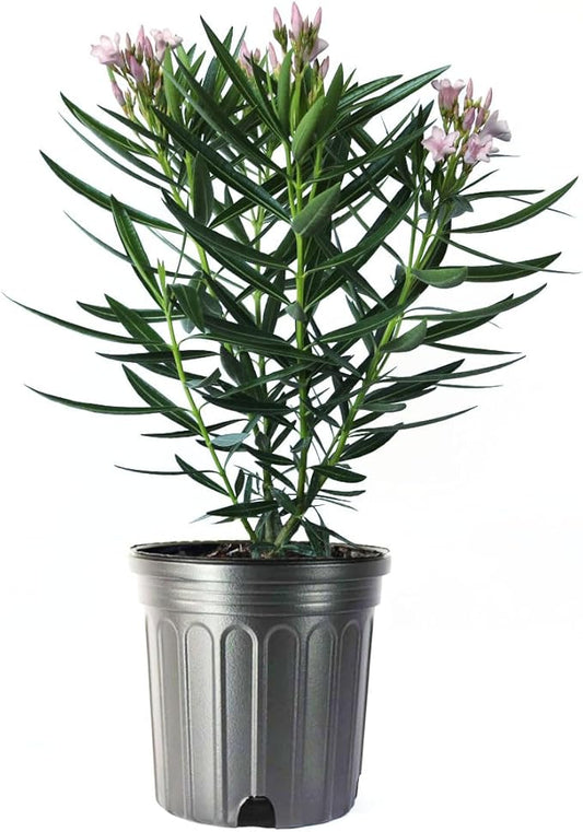 American Plant Exchange Oleander Bush, Dwarf, Petite Pink, Flowering Landscape Shrub, 10-Inch Pot, Live Outdoor Plant, 3-4ft Max Height, Hardy Evergreen Landscape Shrub