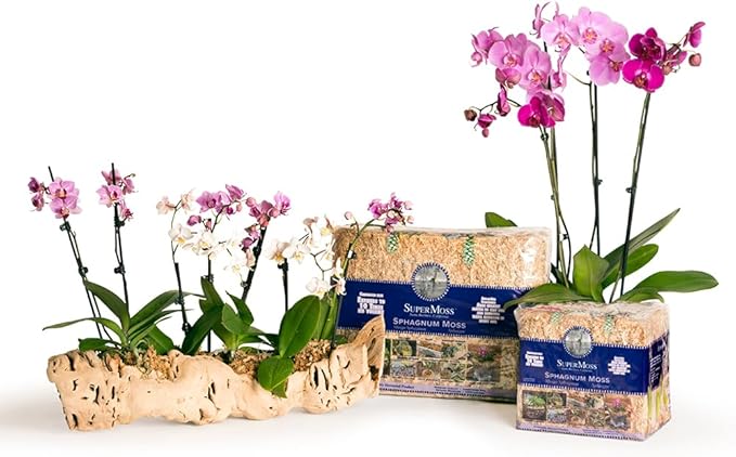 SuperMoss (22325) Orchid Sphagnum Moss Dried, Natural, 1 Pound Mini Bale