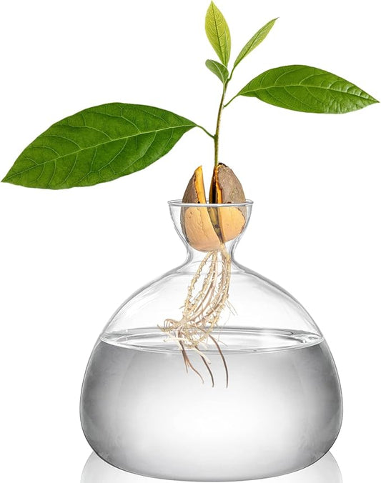 Hiceeden Avocado Seed Starter Vase Planter, Clear Avocado Tree Growing Kit Pot, Medium Avocado Vase Grow Glass Plant Pot Gift for Indoor Outdoor