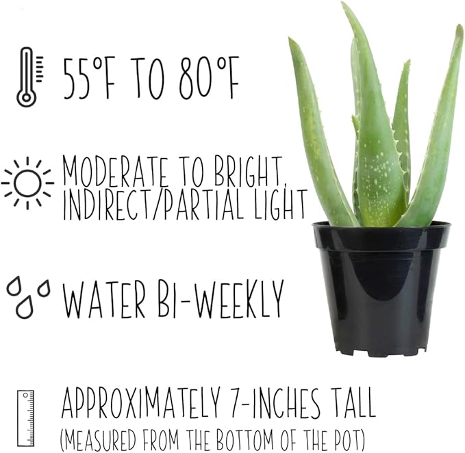 Aloe Vera Plant Live Succulent Plants, Live Aloe Vera Plant Succulents, Live Aloe Plant in Aloe Plant Pot, Aloe Plants Live Indoor Plants, Live Aloe Vera Plant Indoor House Plants by Plants for Pets