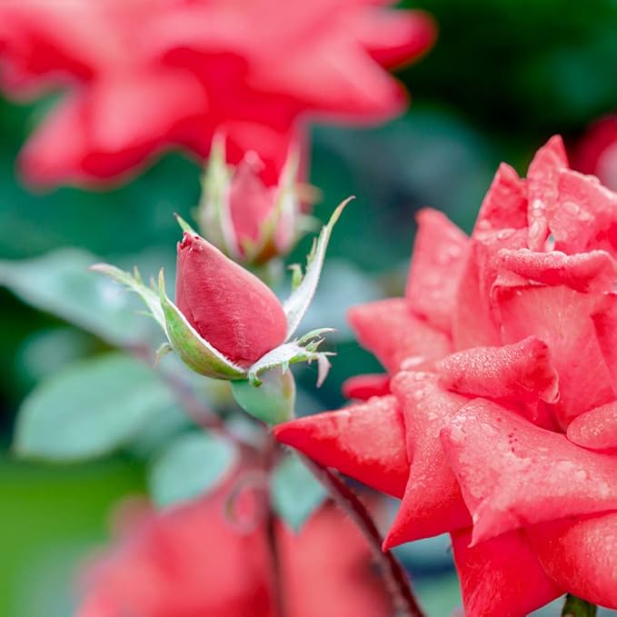 Perfect Plants Double Red Knock Out Rose 1 Gallon, Live Plant Includes Special Blend Fertilizer & Planting Guide