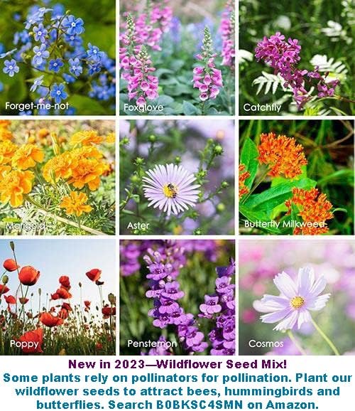 2025 Early Bird-40ct Sweet Pepper Seeds for Planting,Green & Red Bell Pepper Seeds,Non-GMO Heirloom Seeds Vegetable Seeds for Home Vegetable Garden&Hydronic Pods-Veggie Seeds:California Wonder