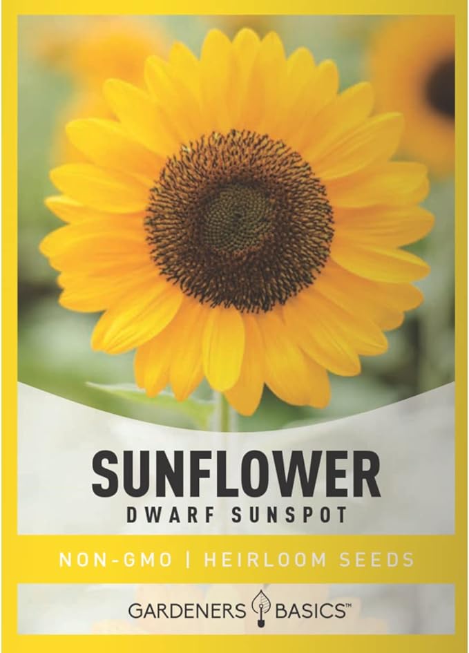 Gardeners Basics, Dwarf Sunflower Seeds for Planting Flowers - (Yellow Sunspot) is an Open-Pollinated, Non-GMO Sun Flower Variety- Dwarf Yellow Sunflower Seeds Great for Outdoor Flower Gardening