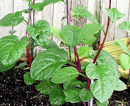 30 Malabar Red Stem Spinach Seeds Herb Heirloom Non-GMO Phooi Leaf, Red Vine, Alugbati, Vietnamese, from USA