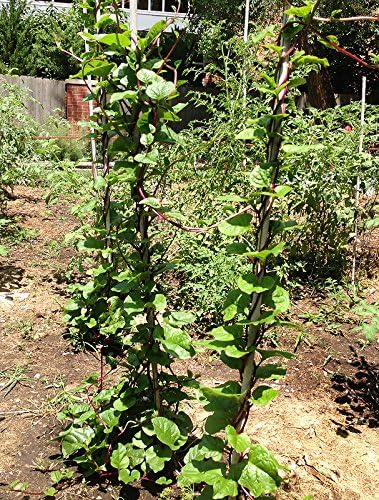 30 Malabar Red Stem Spinach Seeds Herb Heirloom Non-GMO Phooi Leaf, Red Vine, Alugbati, Vietnamese, from USA