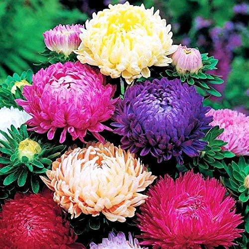 Peony Aster Mix About 100 Seeds for Planting Non-GMO Pack with Growing Instructions Flower Garden