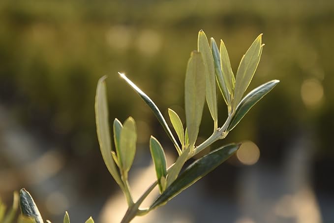 Arbequina Olive Tree - Live Plant, Includes Special Blend Plant Food & Planting Guide- Size (3-4FT)