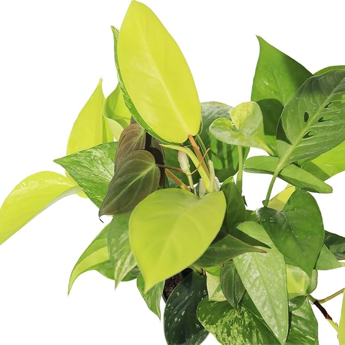 AMERICAN PLANT EXCHANGE Exotic Houseplant Dish Garden, 4-Inch Pot, Assorted Vining Foliage, Live Indoor Plants, Seasonal Selection of Philodendrons, Pothos, Scindapsus and More!