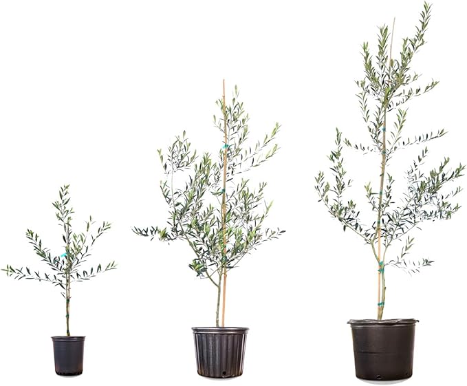 PERFECT PLANTS Arbequina Olive Live Plant, 4-5ft, Includes Care Guide