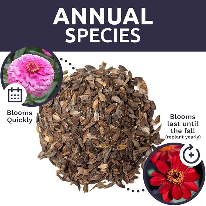 Zinnia Seeds - California Giants Mix - Large 1 Ounce Packet - 3,000 Flower Seeds - Mixed Colors and Large Blooms