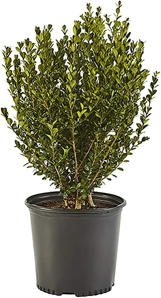 Boxwood Wintergreen, 3 Gallon